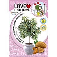 Los mejores  - Almendro enano Garden Prince Natural